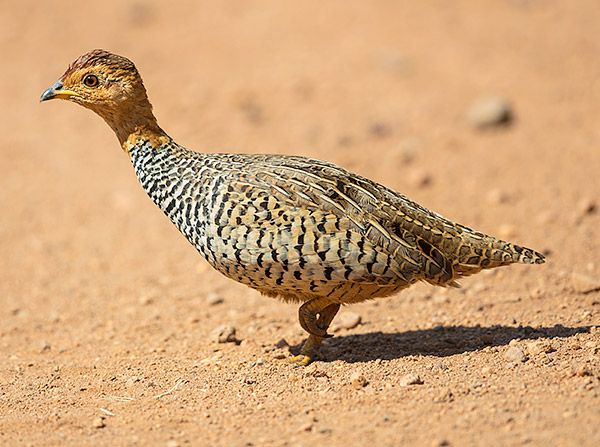 Coqui Francolin